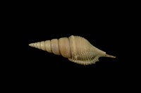 藏品(包氏長鼻螺)的圖片